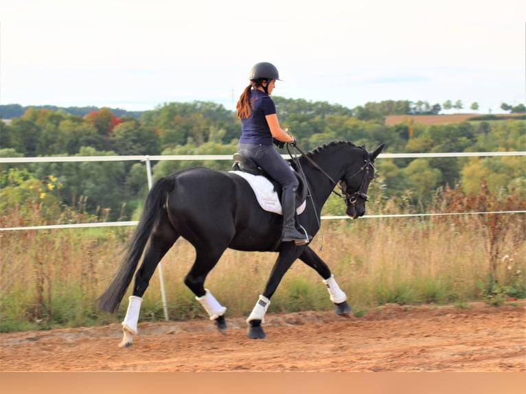 Oldenburg Mare 14 years 16,1 hh Chestnut-Red in Hünfeld