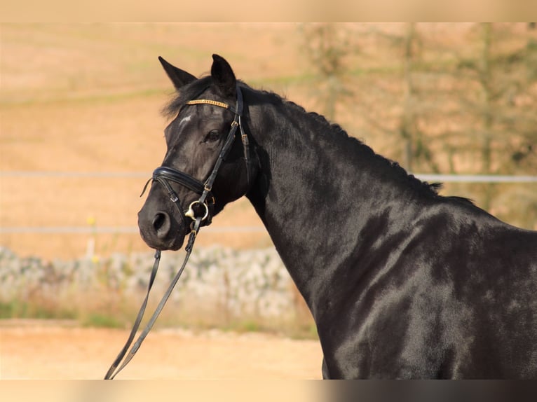 Oldenburg Mare 14 years 16,1 hh Chestnut-Red in Hünfeld