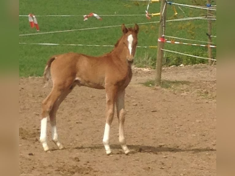Oldenburg Mare 14 years 16,1 hh Chestnut-Red in Hünfeld