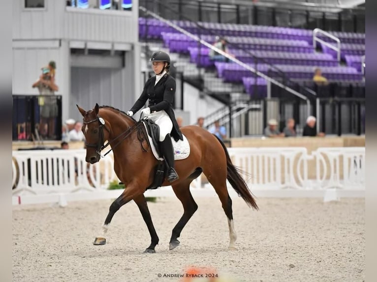 Oldenburg Mare 14 years 16,2 hh Bay in Starke, Fl