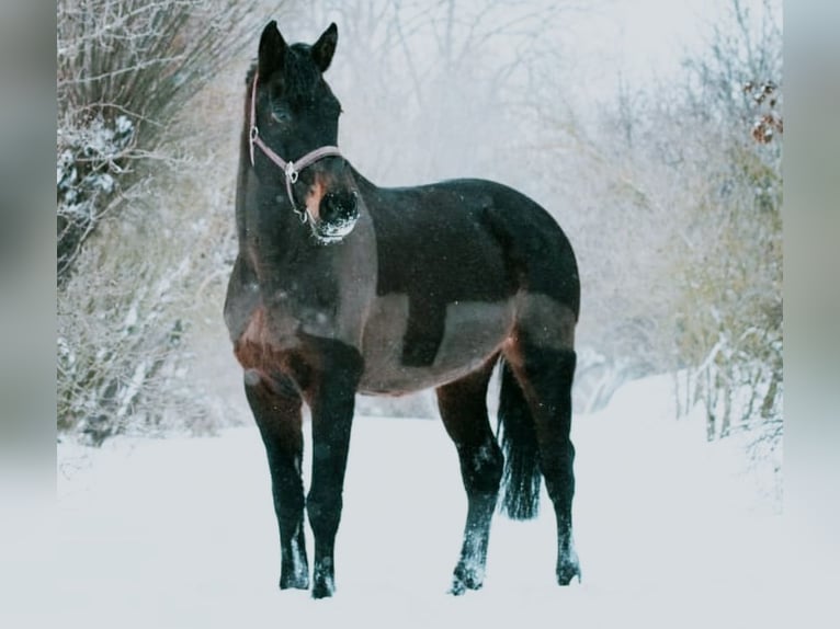 Oldenburg Mare 14 years 16,2 hh Brown in Nehlitz