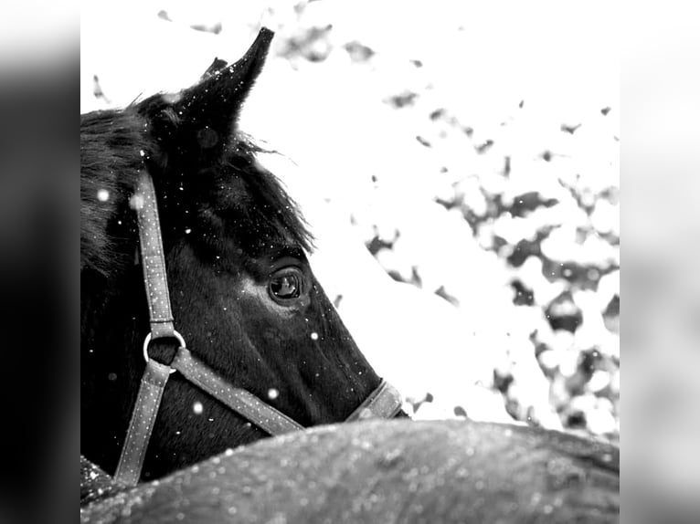Oldenburg Mare 14 years 16,2 hh Brown in Nehlitz