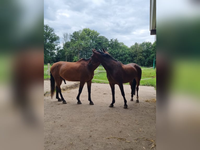 Oldenburg Mare 14 years 16,2 hh Brown in Westerkappeln
