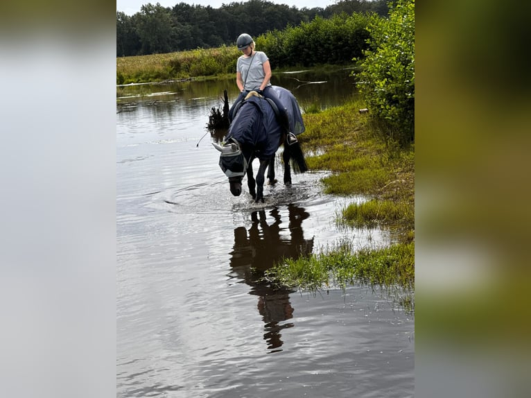 Oldenburg Mare 14 years 16,2 hh Brown in Westerkappeln