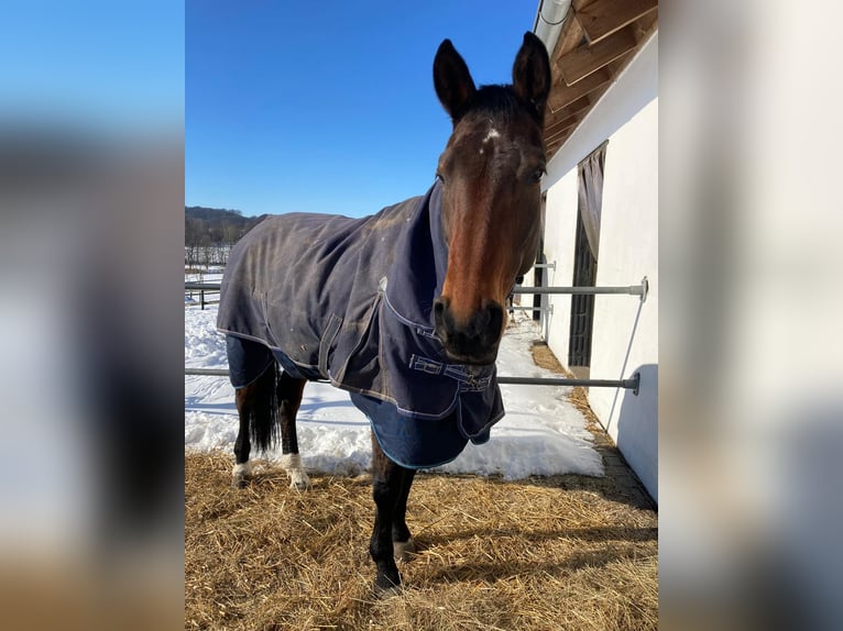 Oldenburg Mare 14 years 16,2 hh Brown in Westerkappeln