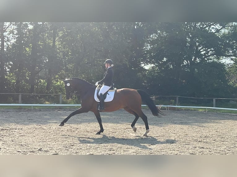 Oldenburg Mare 14 years 16,2 hh Brown in Westerkappeln