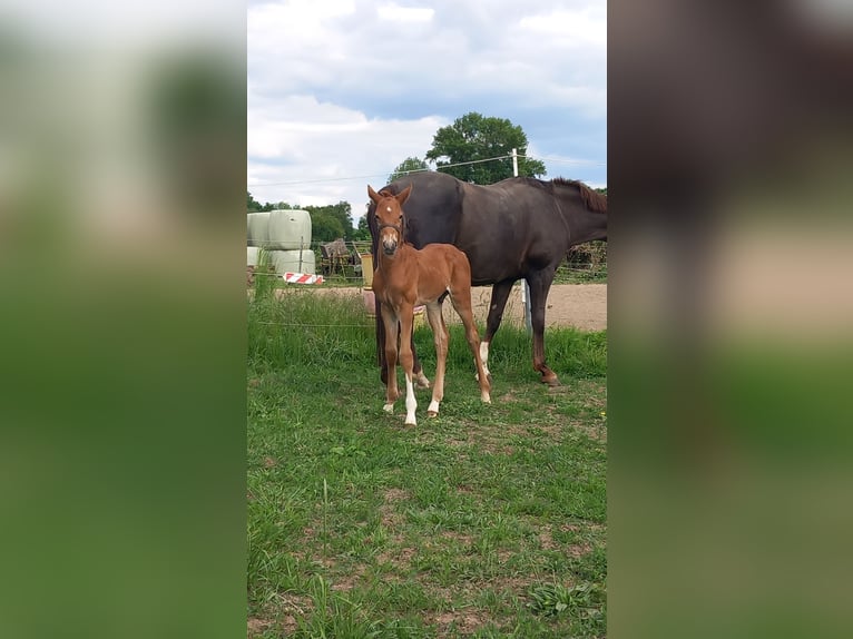 Oldenburg Mare 14 years 16,2 hh Chestnut in Minden