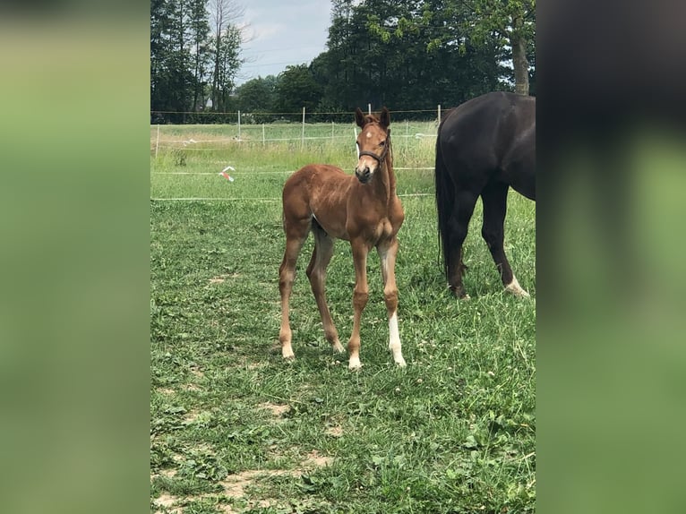 Oldenburg Mare 14 years 16,2 hh Chestnut in Minden