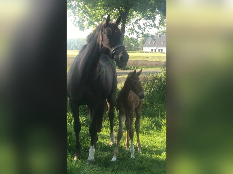 Oldenburg Mare 14 years 16,2 hh Chestnut in Minden