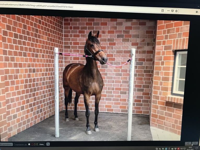 Oldenburg Mare 14 years 16,3 hh Bay-Dark in Blunk