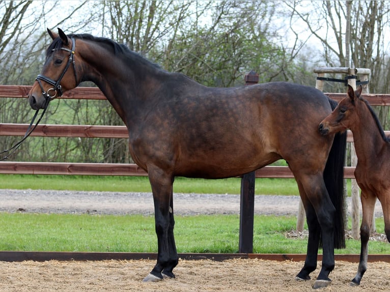 Oldenburg Mare 14 years 16,3 hh Bay-Dark in Blunk