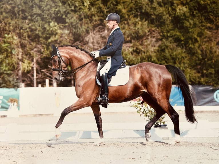 Oldenburg Mare 14 years 16,3 hh Brown in Stegersbach
