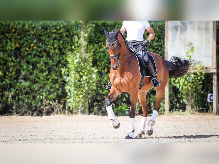 Oldenburg Mare 14 years 17,1 hh Bay in NAVAS DEL MADRONO