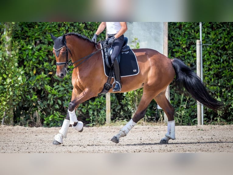 Oldenburg Mare 14 years 17,1 hh Bay in NAVAS DEL MADRONO