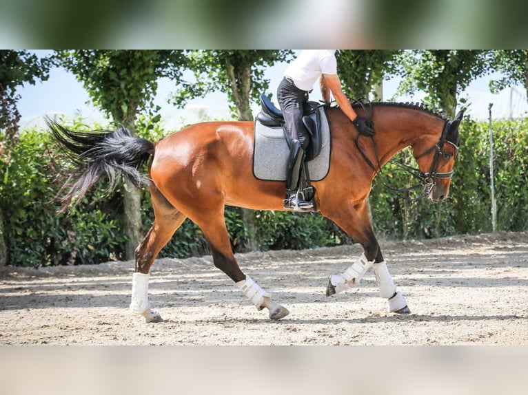 Oldenburg Mare 14 years 17,1 hh Bay in NAVAS DEL MADRONO