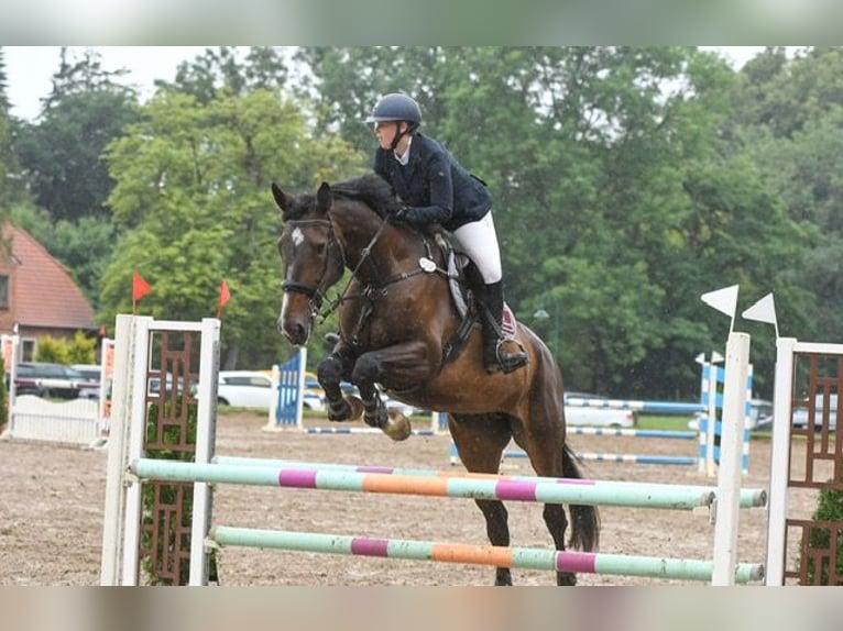 Oldenburg Mare 14 years 17,2 hh Black in Zapel