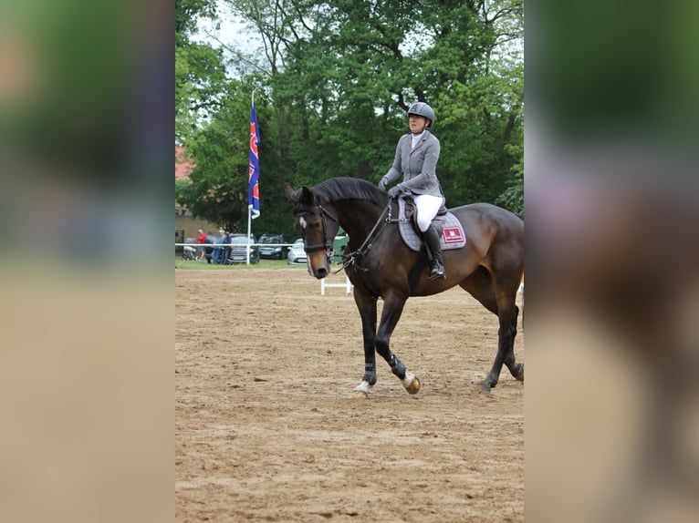 Oldenburg Mare 14 years 17,2 hh Black in Zapel