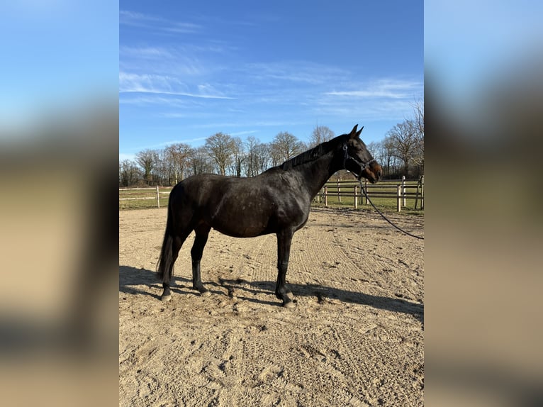 Oldenburg Mare 14 years 17 hh Bay-Dark in Blunk