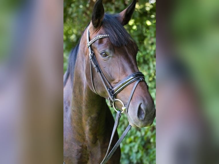 Oldenburg Mare 14 years 17 hh Bay-Dark in Blunk