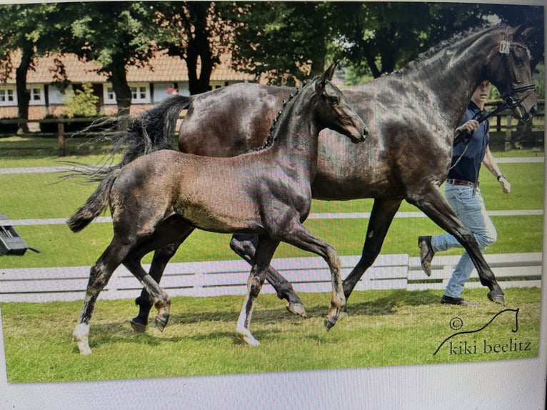 Oldenburg Mare 14 years 17 hh Bay-Dark in Blunk