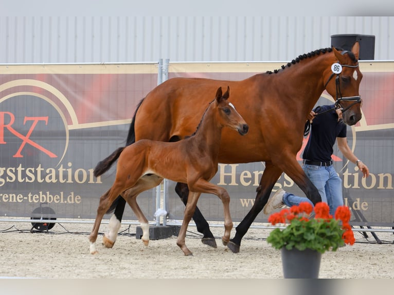 Oldenburg Mare 14 years 17,2 hh Brown in Steinfeld (Oldenburg)