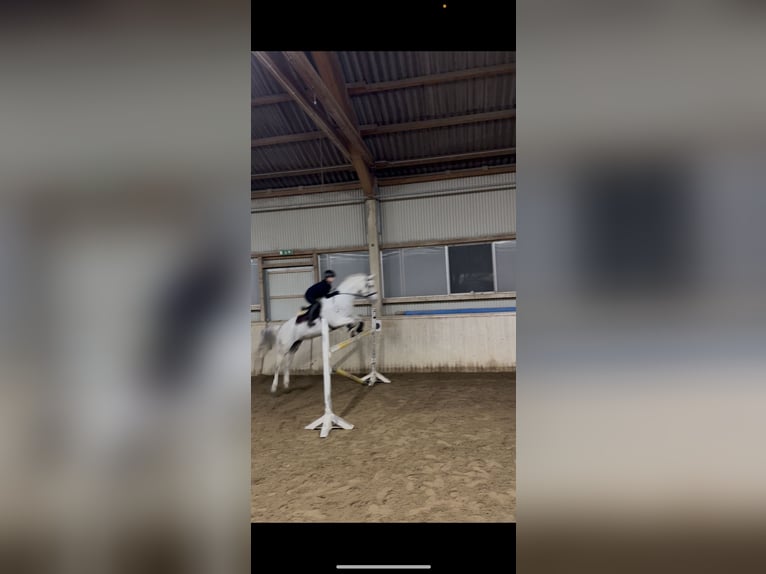 Oldenburg Mix Mare 14 years 17,2 hh Grey in Wien, Leopoldstadt