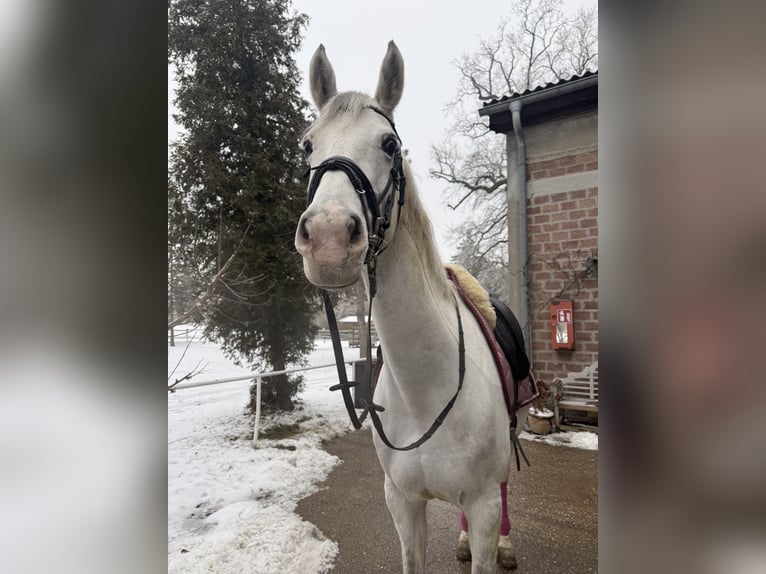 Oldenburg Mix Mare 14 years 17,2 hh Grey in Wien, Leopoldstadt