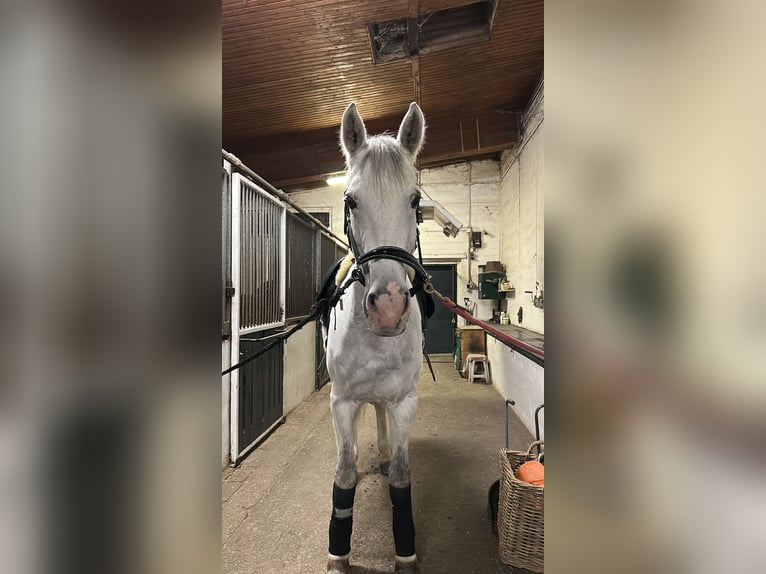 Oldenburg Mix Mare 14 years 17,2 hh Grey in Wien, Leopoldstadt
