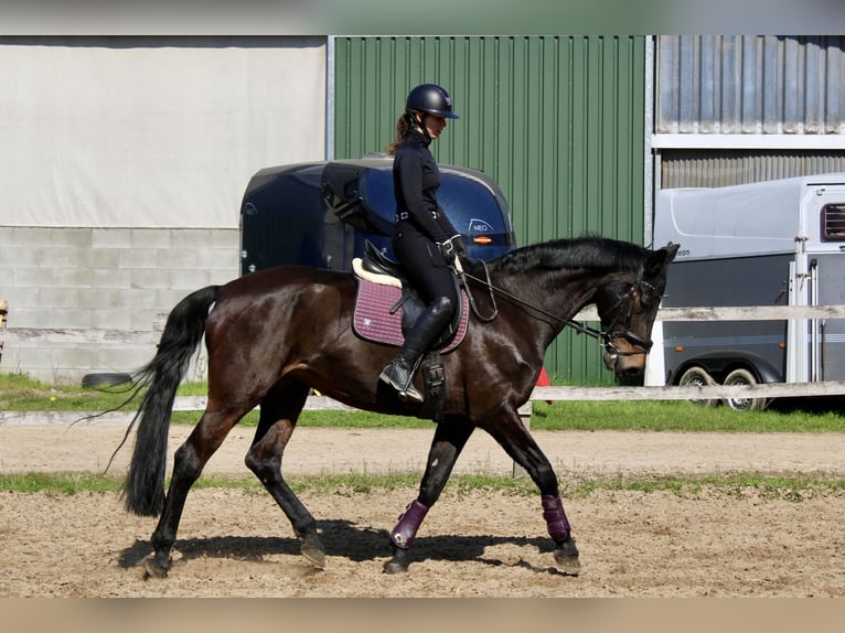 Oldenburg Mare 14 years 17,2 hh Smoky-Black in Leverkusen