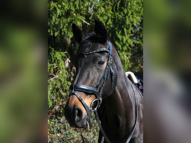Oldenburg Mare 14 years 17,2 hh Smoky-Black in Leverkusen