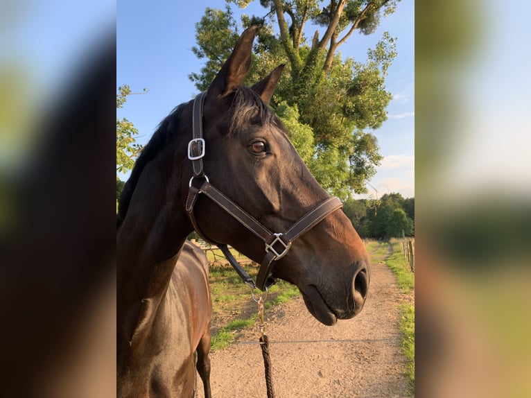 Oldenburg Mare 14 years 17,2 hh Smoky-Black in Leverkusen