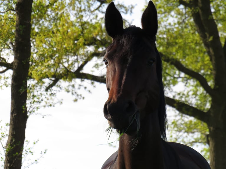 Oldenburg Mare 15 years 15,2 hh Brown in Rastede