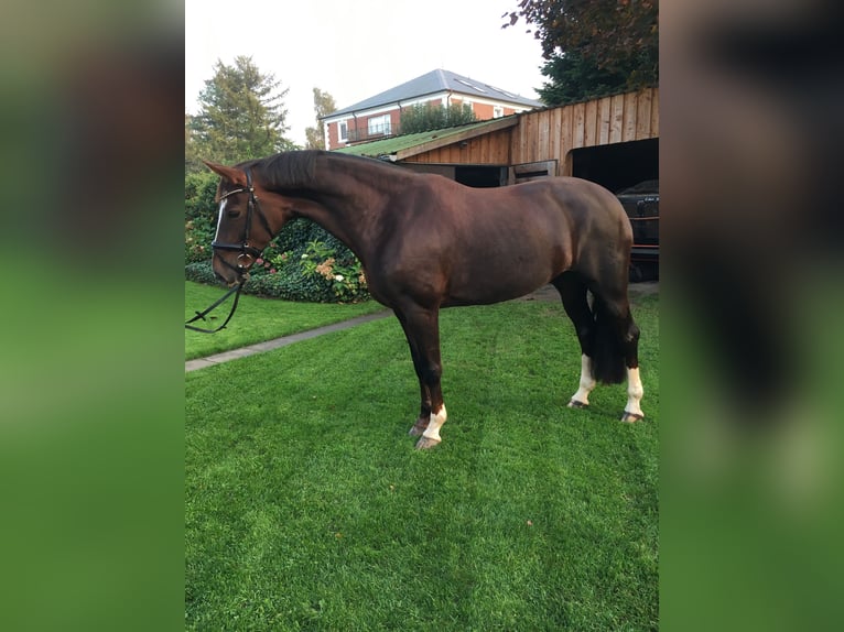 Oldenburg Mare 15 years 15,3 hh Chestnut in Hamdorf