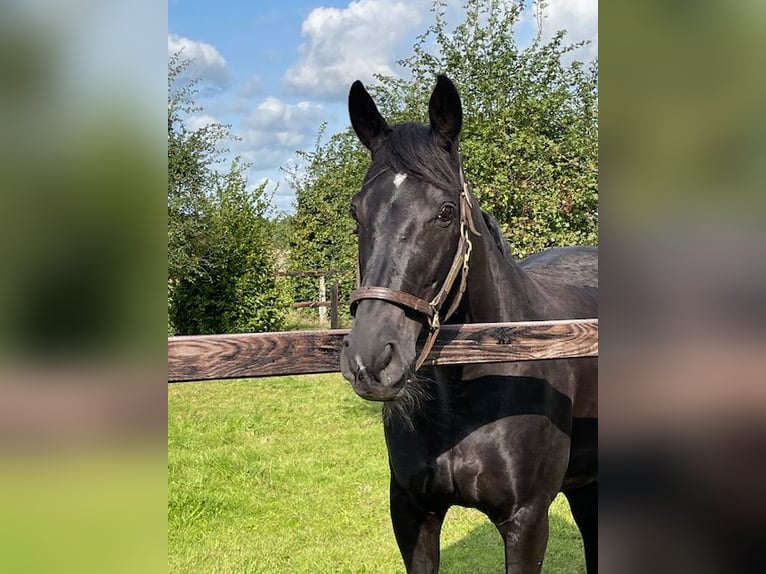 Oldenburg Mare 15 years 16.1 hh Black in Hanstedt