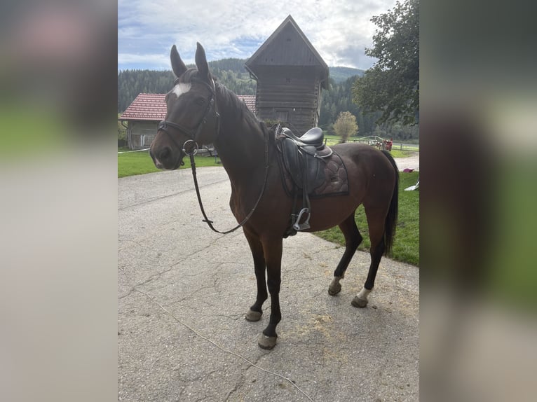 Oldenburg Mare 15 years 16.1 hh Brown in Sankt Peter am Kammersberg