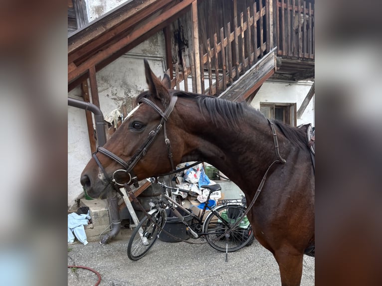 Oldenburg Mare 15 years 16.1 hh Brown in Sankt Peter am Kammersberg