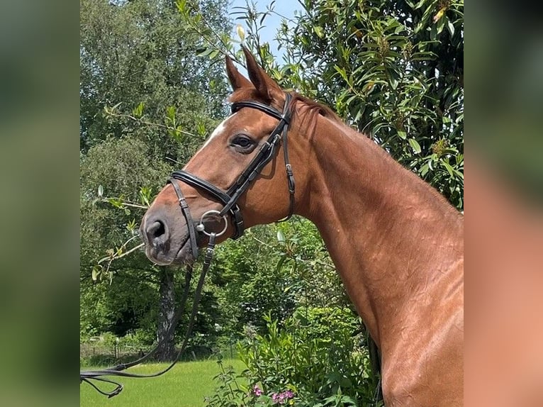 Oldenburg Mare 15 years 16.1 hh Chestnut in Roetgen