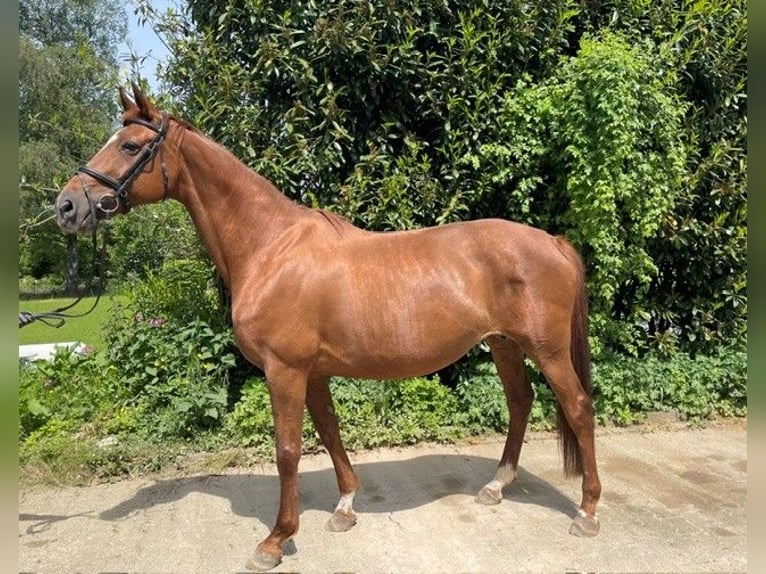 Oldenburg Mare 15 years 16.1 hh Chestnut in Roetgen