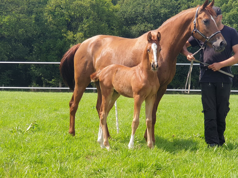 Oldenburg Mare 15 years 16,1 hh Chestnut in Westerstede