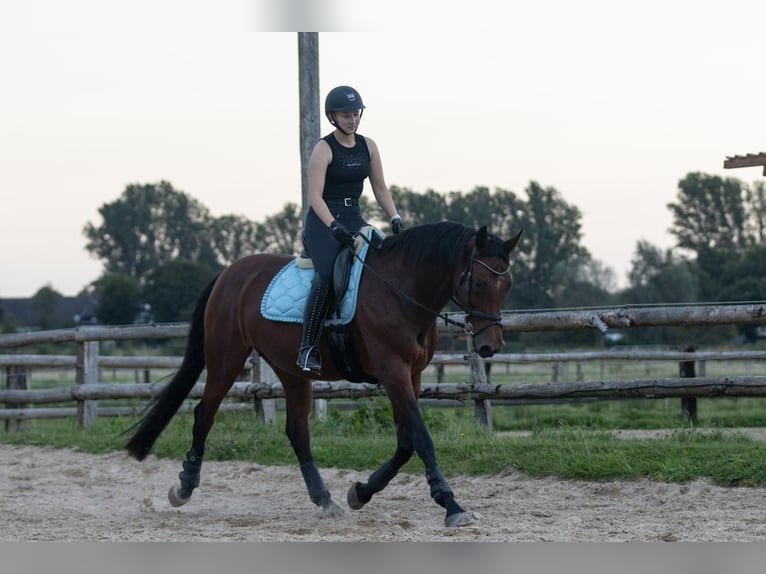 Oldenburg Mare 15 years 16,2 hh Brown in Bremerhaven