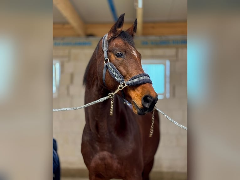 Oldenburg Mare 15 years 16,2 hh Brown in Bremerhaven