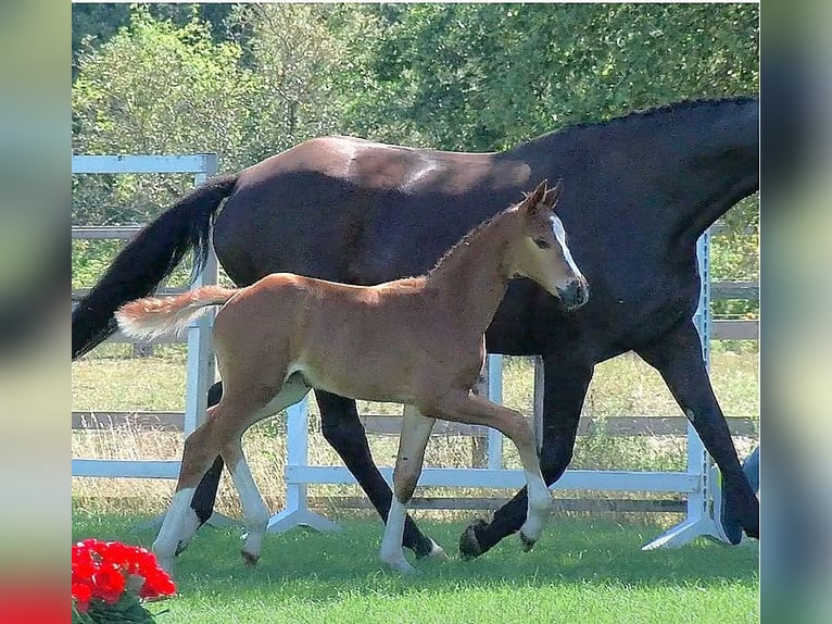 Oldenburg Mare 15 years 16.3 hh Black in Lastrup
