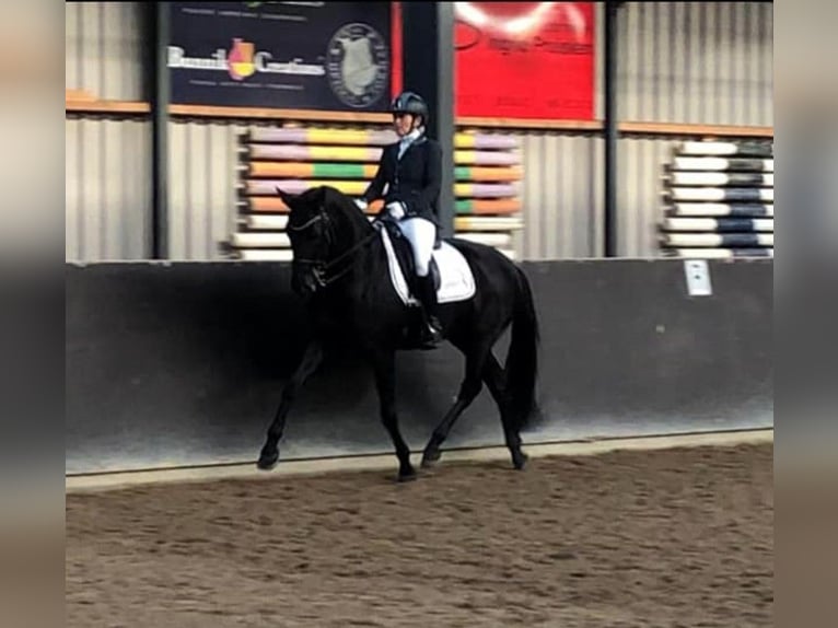 Oldenburg Mare 15 years 16 hh Black in Nootdorp