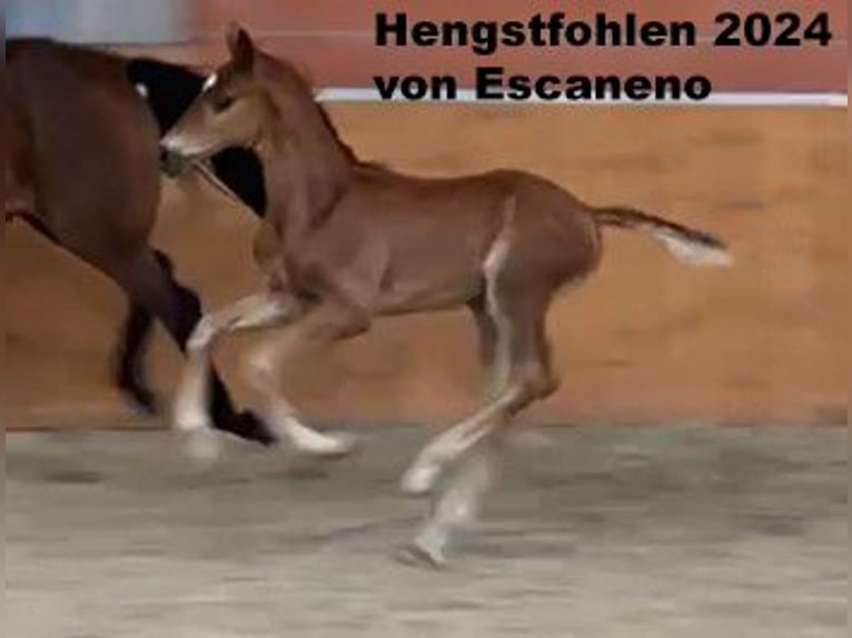 Oldenburg Mare 15 years 16 hh Brown in Molbergen