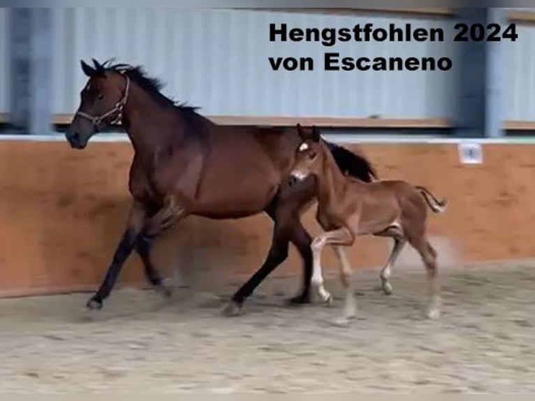 Oldenburg Mare 15 years 16 hh Brown in Molbergen