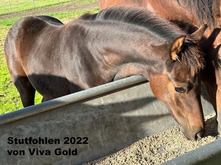 Oldenburg Mare 15 years 16 hh Brown in Molbergen