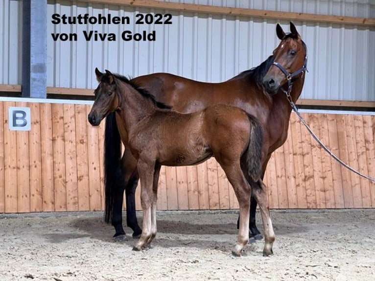 Oldenburg Mare 15 years 16 hh Brown in Molbergen