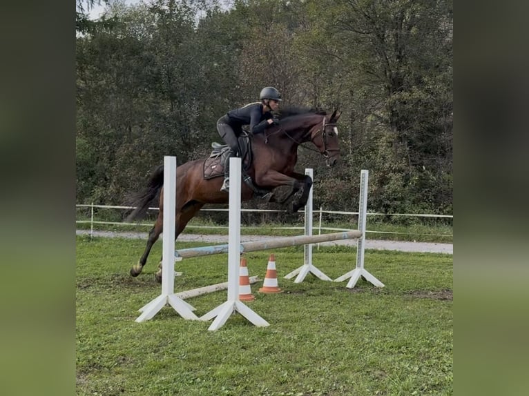Oldenburg Mare 15 years 16 hh Brown in Sankt Peter am Kammersberg