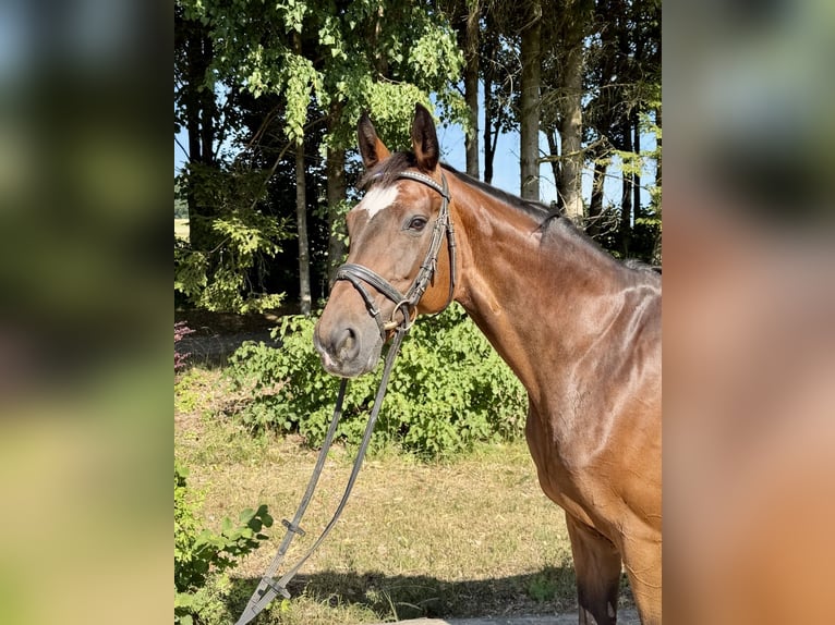 Oldenburg Mare 15 years 16 hh Brown in Pelmberg