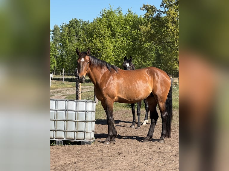 Oldenburg Mare 15 years 16 hh Brown in Ribbesbüttel